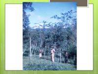 Remnant Cinchona trees at Aiyura 1968.